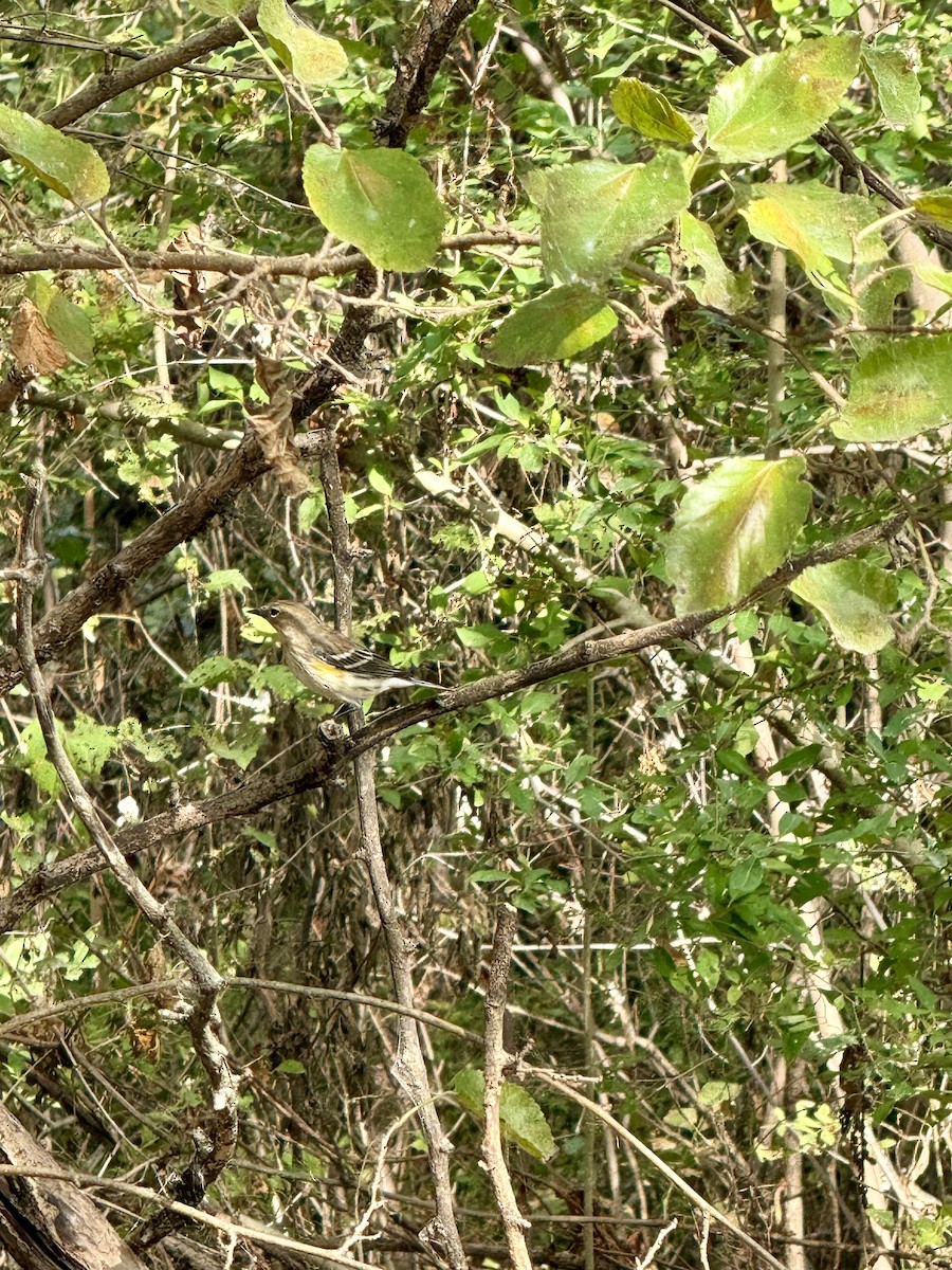 Yellow-rumped Warbler - ML643305413
