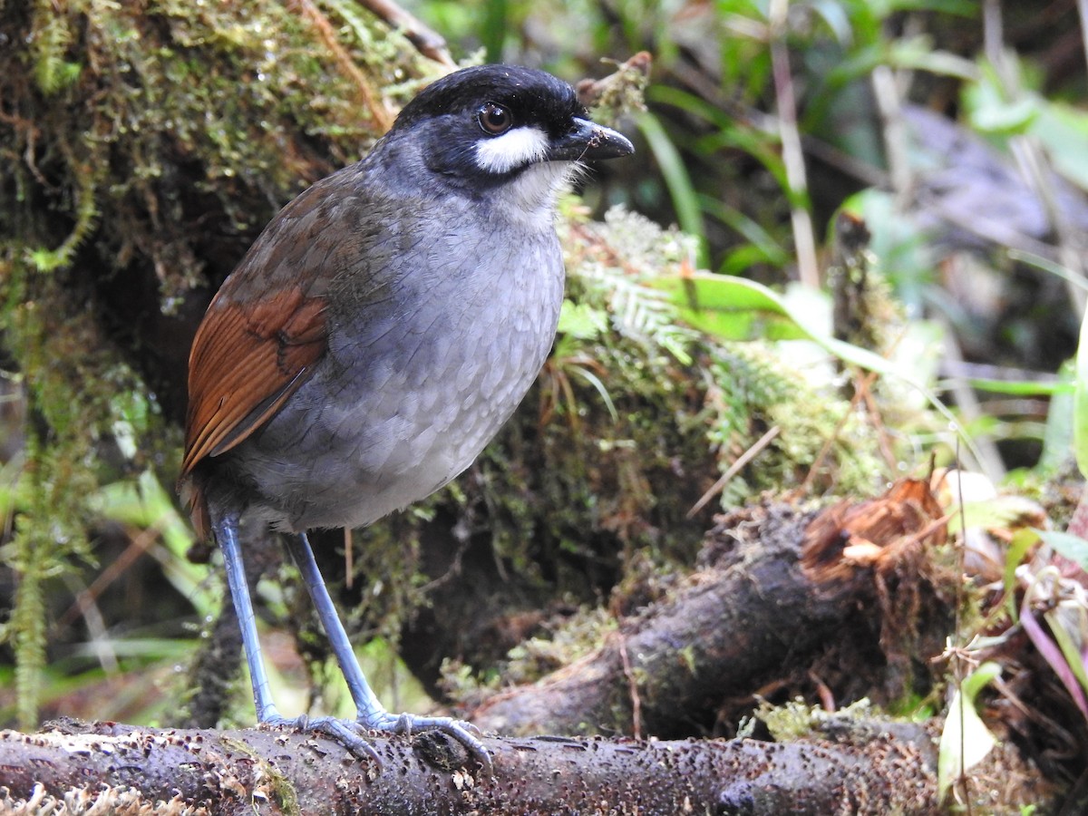 Jocotoco Antpitta - ML643305417