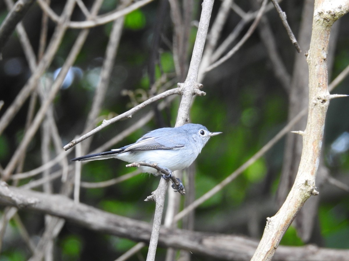 Blue-gray Gnatcatcher - ML643305422