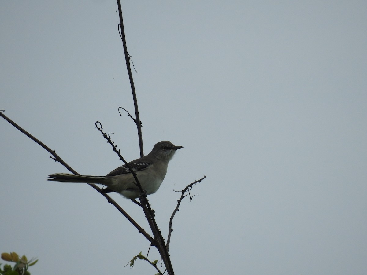 Northern Mockingbird - ML643305441
