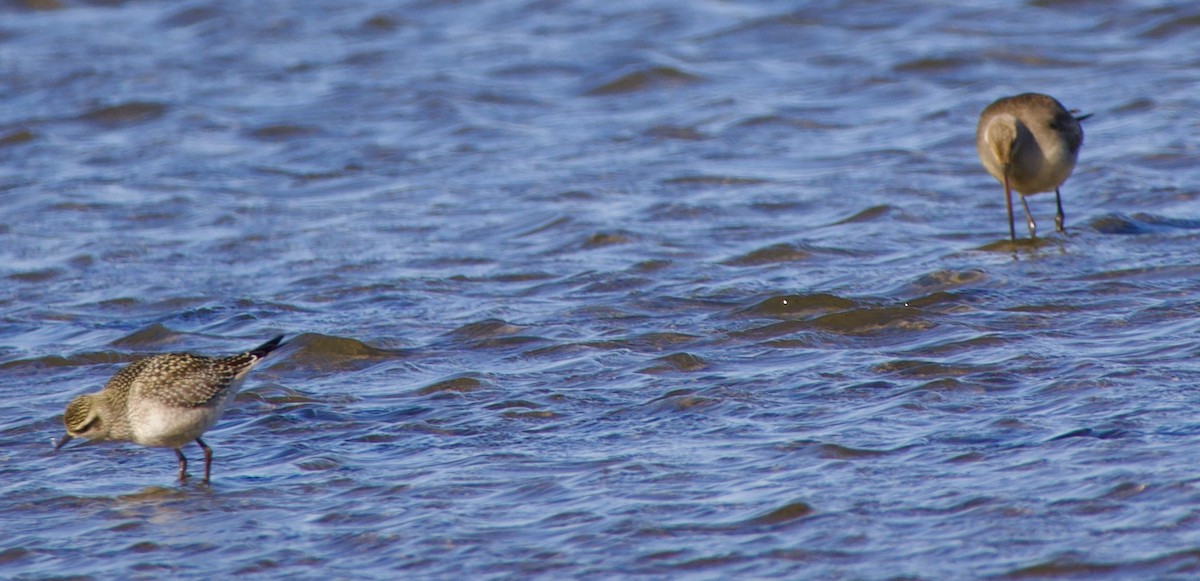 American Golden-Plover - ML643305462