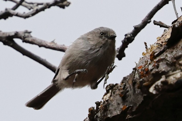 Bushtit - ML643305467