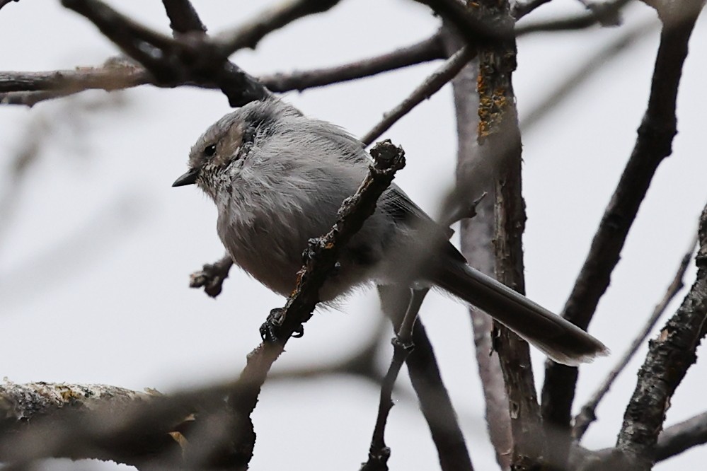 Bushtit - ML643305468