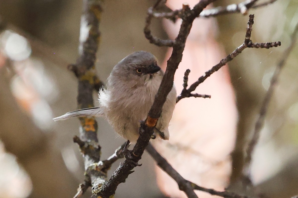 Bushtit - ML643305469