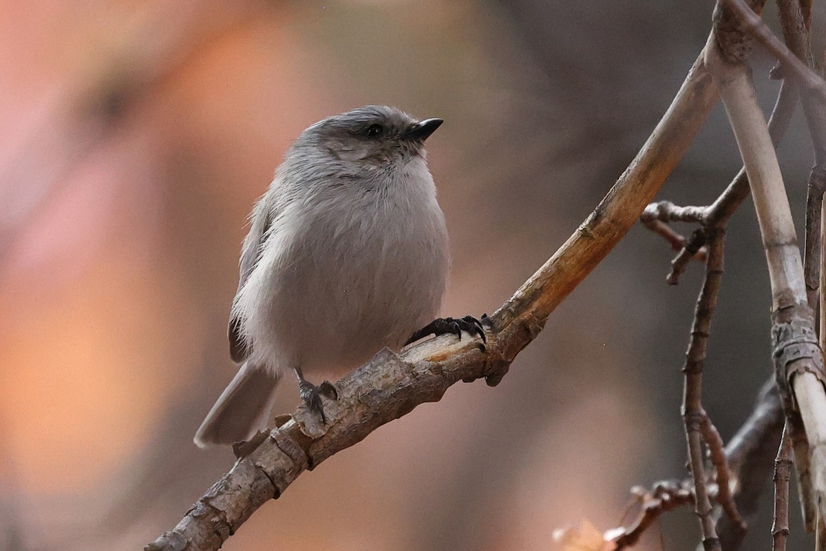 Bushtit - ML643305470