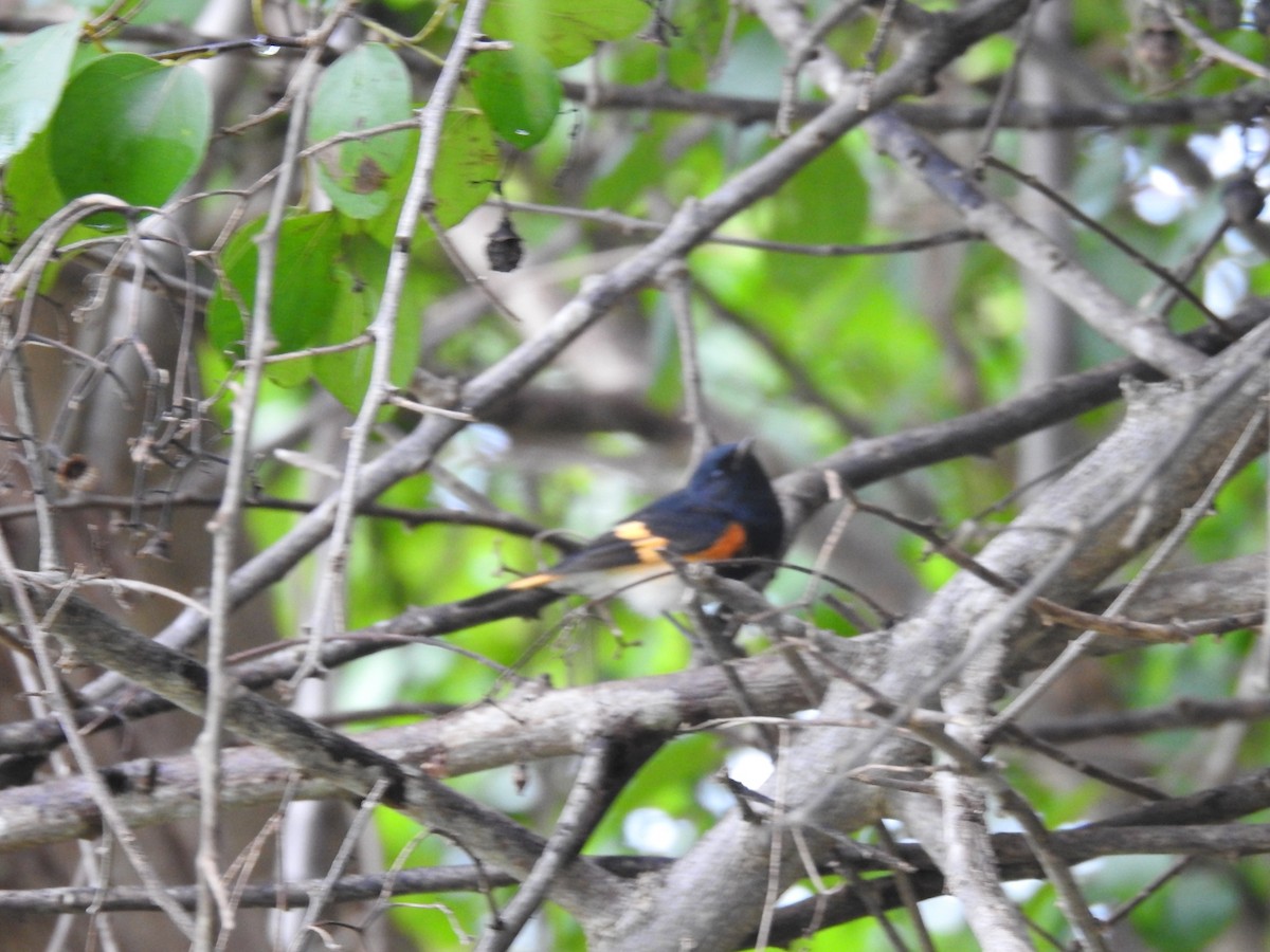 American Redstart - ML643305471