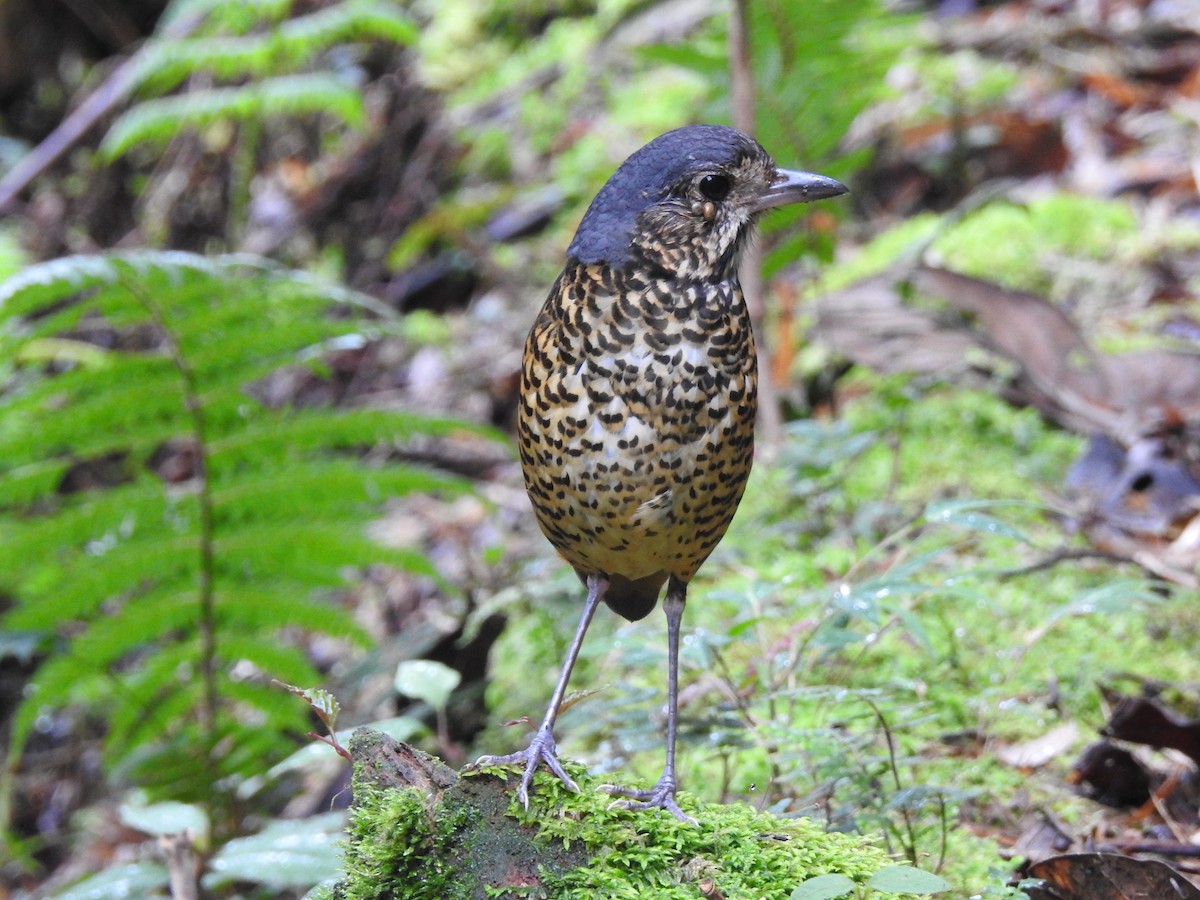 skjellmaurpitta - ML643305481