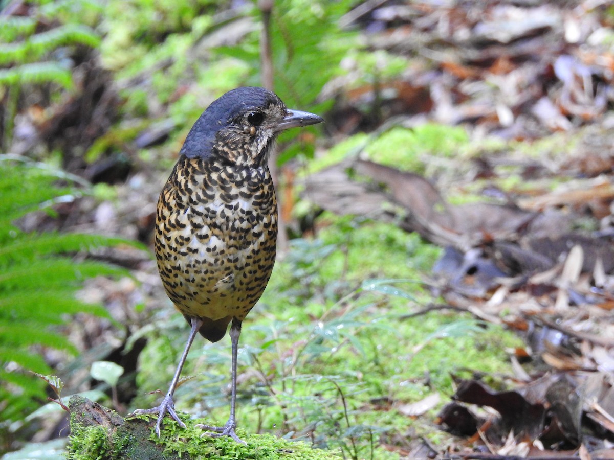 skjellmaurpitta - ML643305482