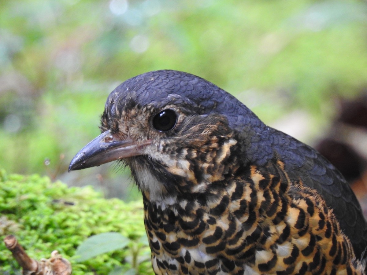 skjellmaurpitta - ML643305483