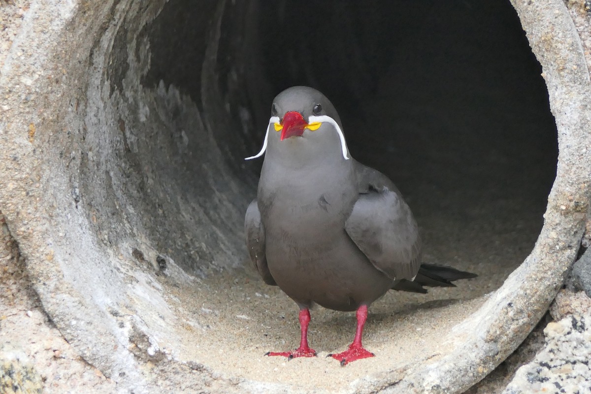 Inca Tern - ML643305485