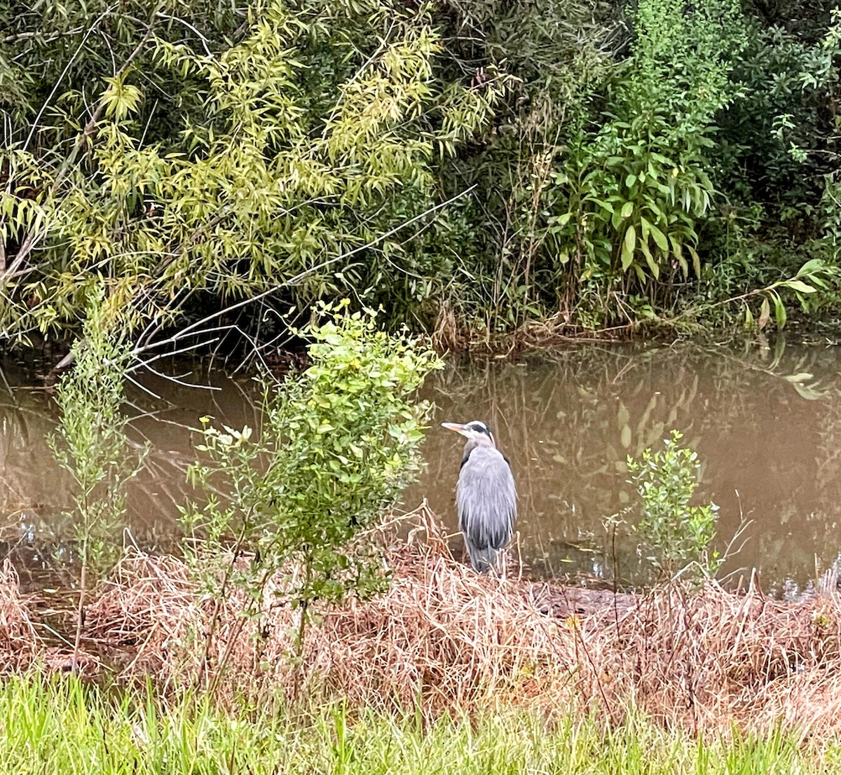 Great Blue Heron - ML643305493