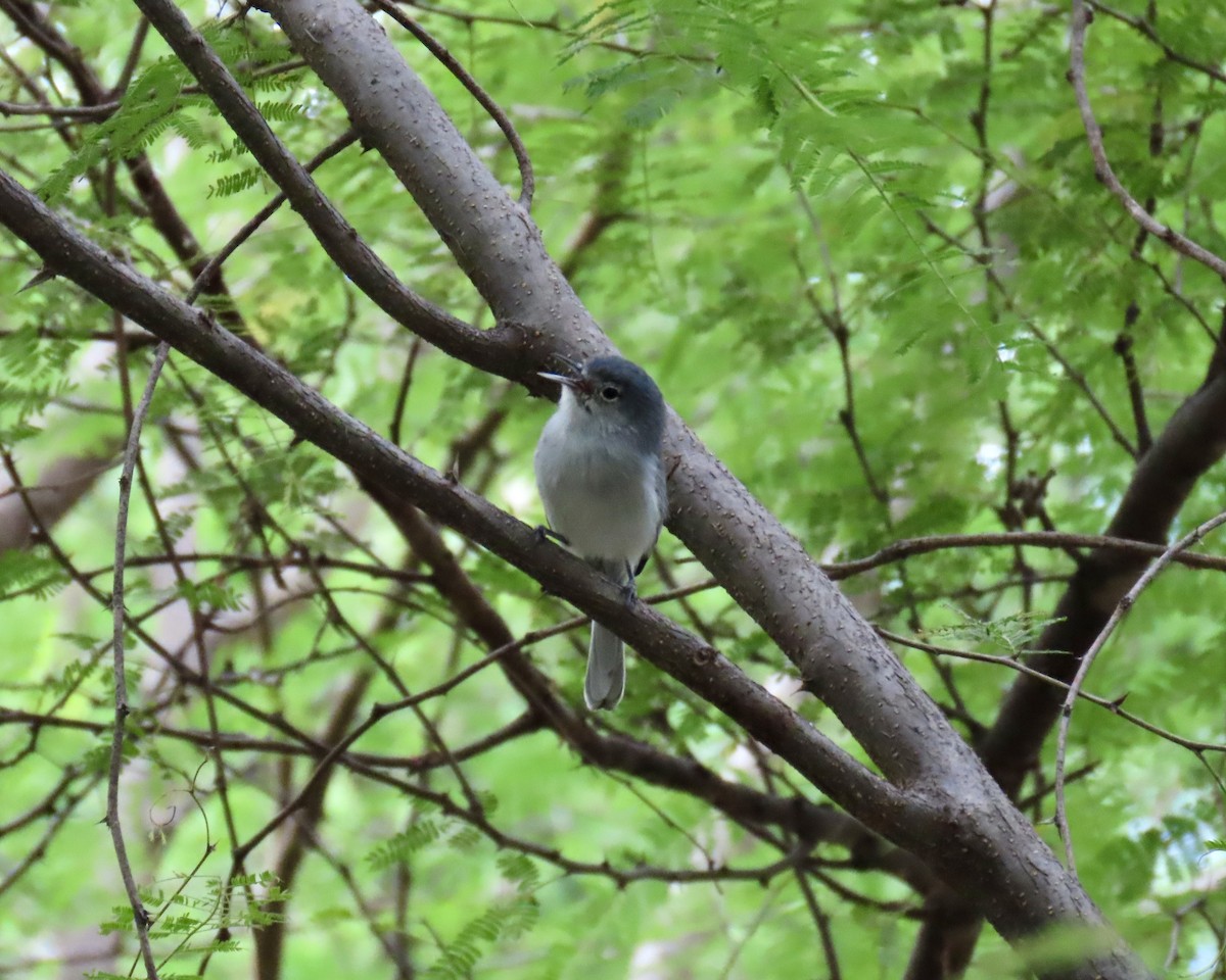 Gobemoucheron à coiffe noire - ML643305498