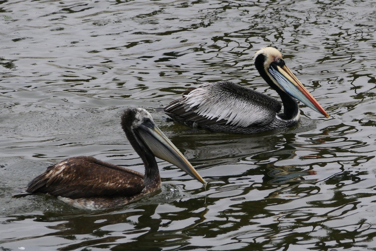 Peruvian Pelican - ML643305503