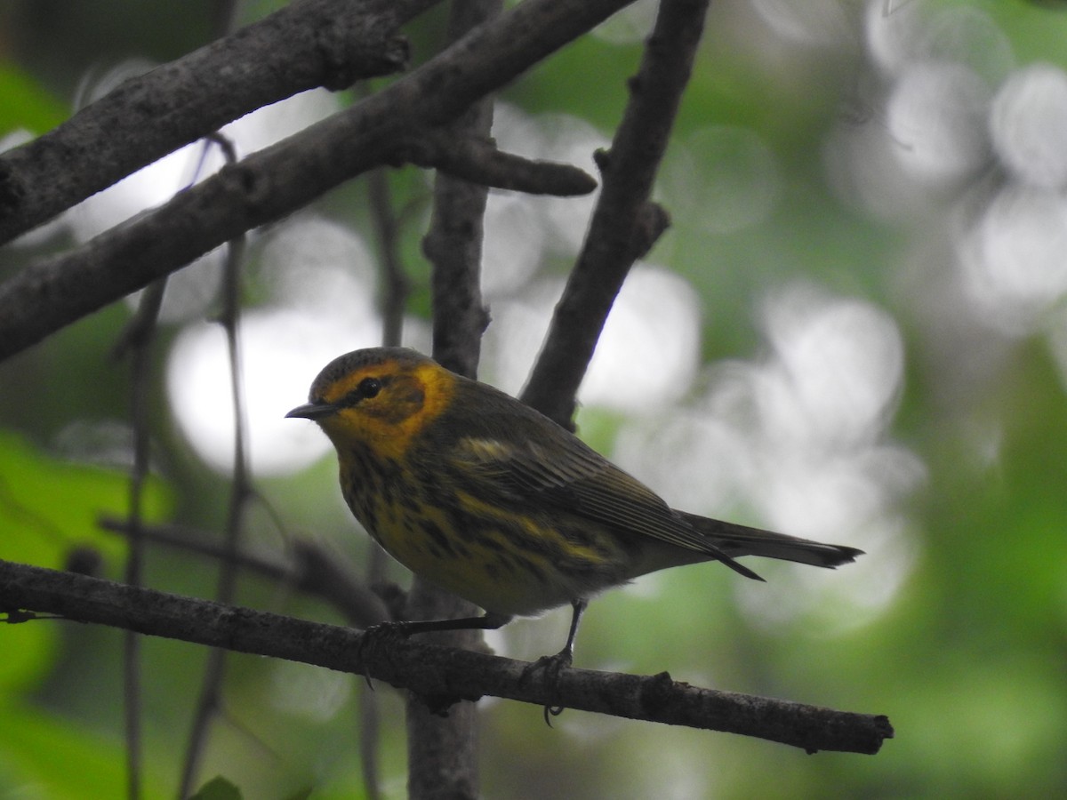 Cape May Warbler - ML643305504