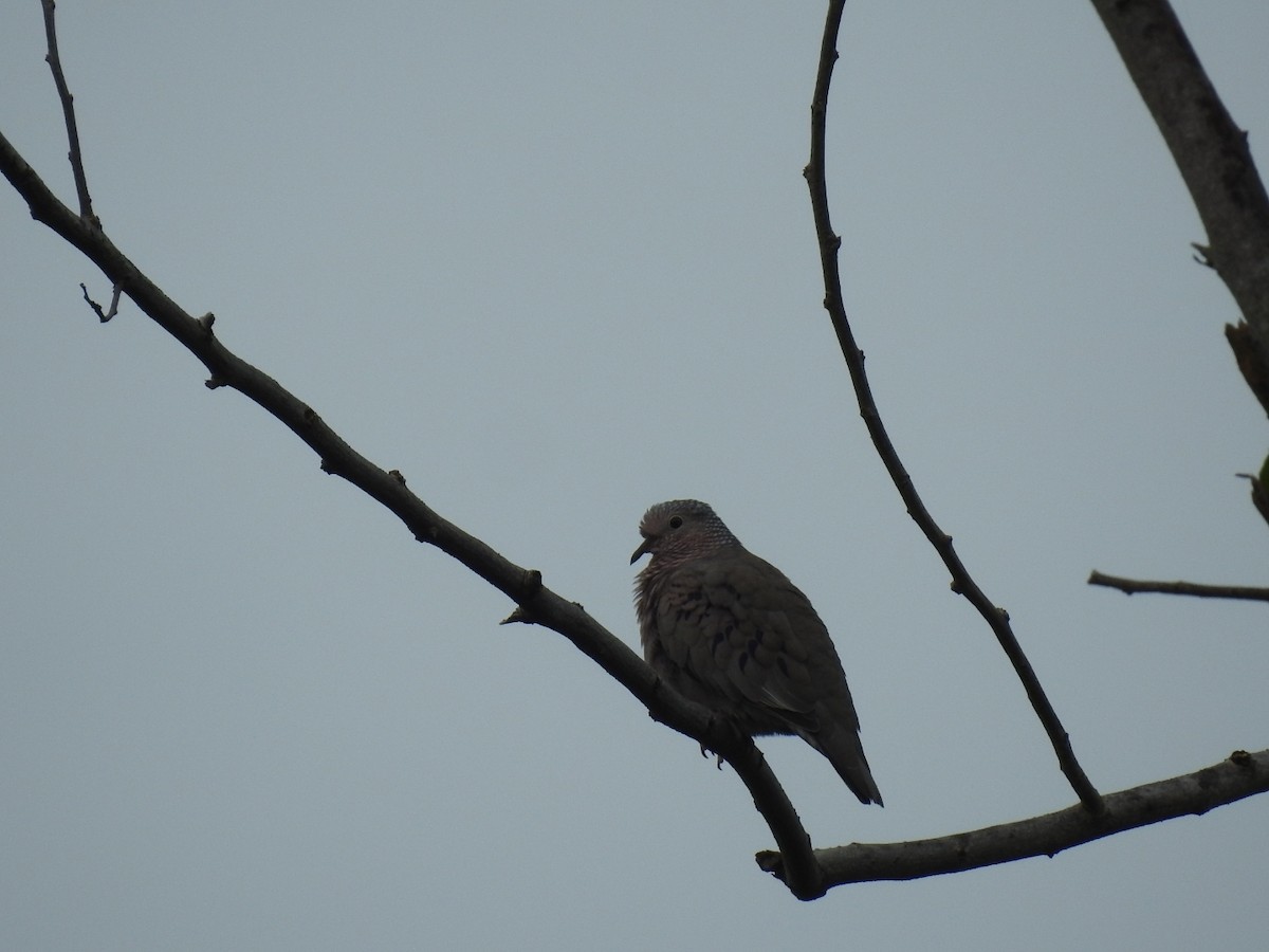 Common Ground Dove - ML643305526