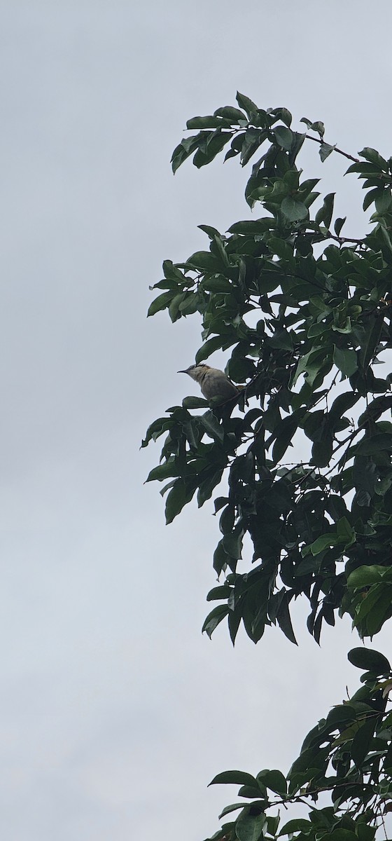 Rufous-backed Wren - ML643305528