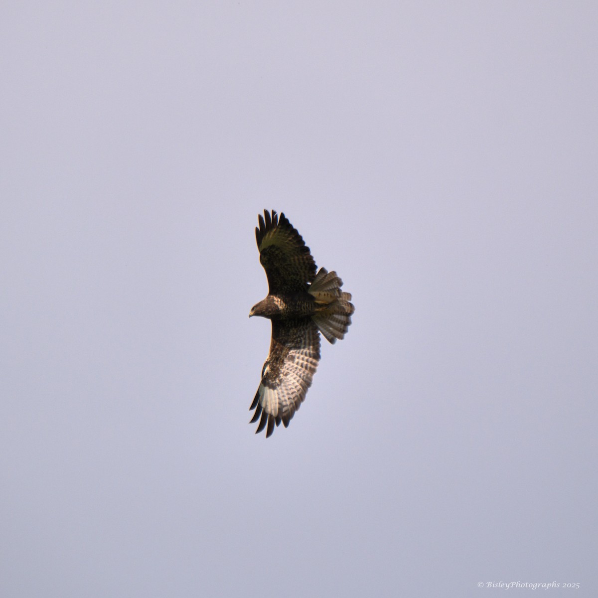 káně lesní - ML643305530