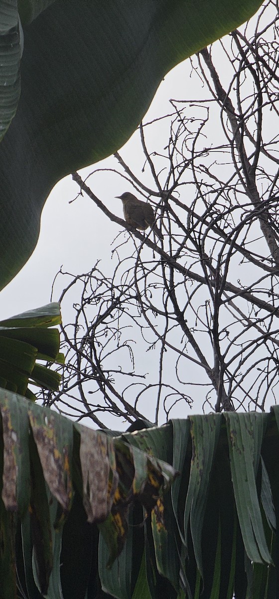 Clay-colored Thrush - ML643305534