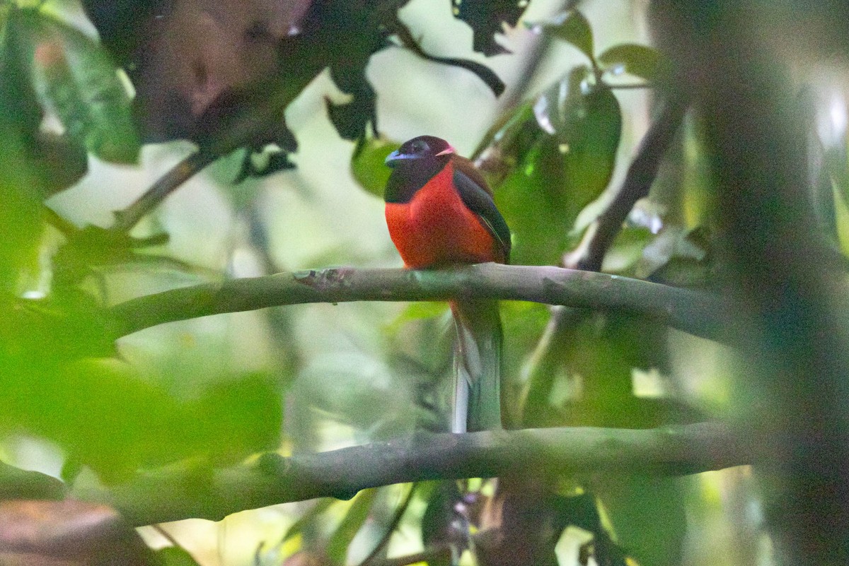 Diard's Trogon - ML643305557