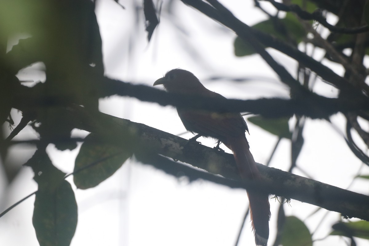 Common Squirrel-Cuckoo (Middle American) - ML643305558