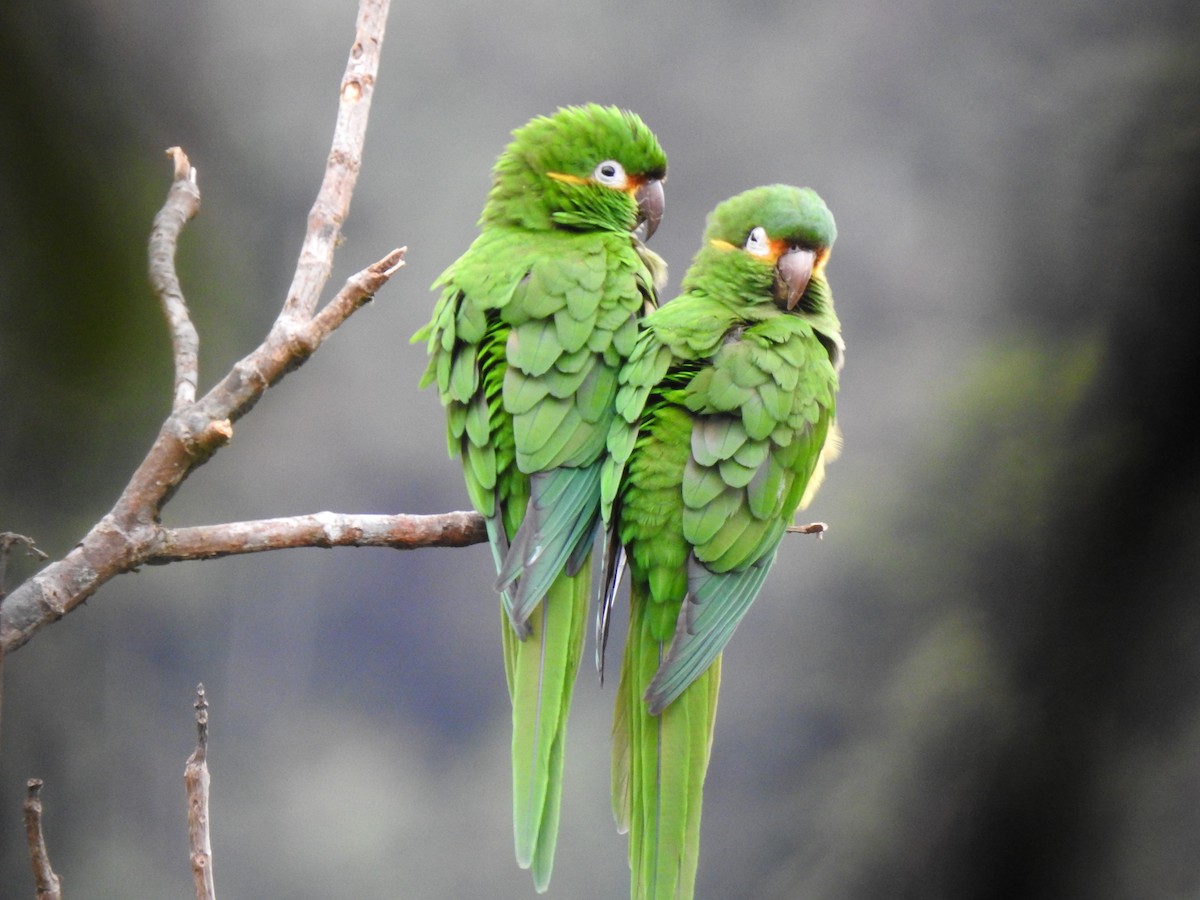 Golden-plumed Parakeet - ML643305578