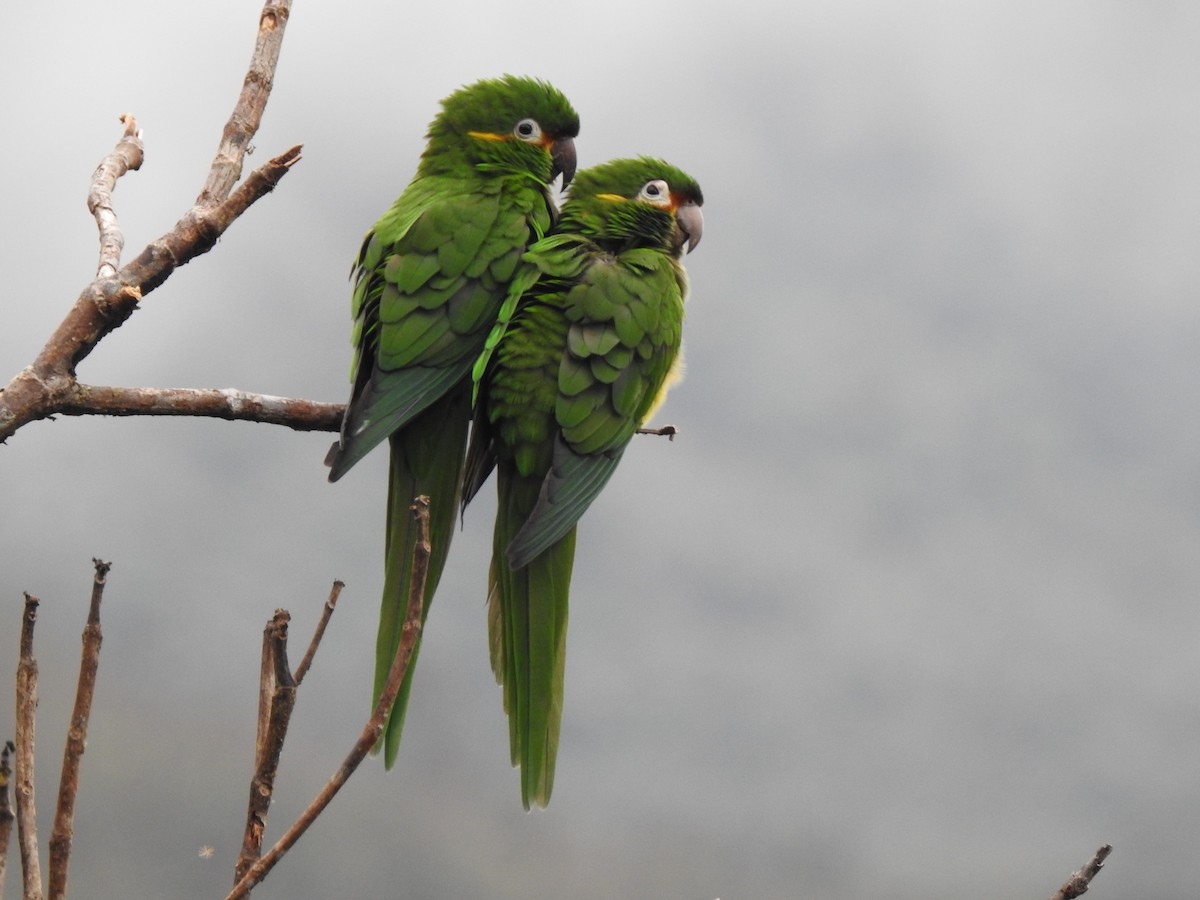Golden-plumed Parakeet - ML643305580
