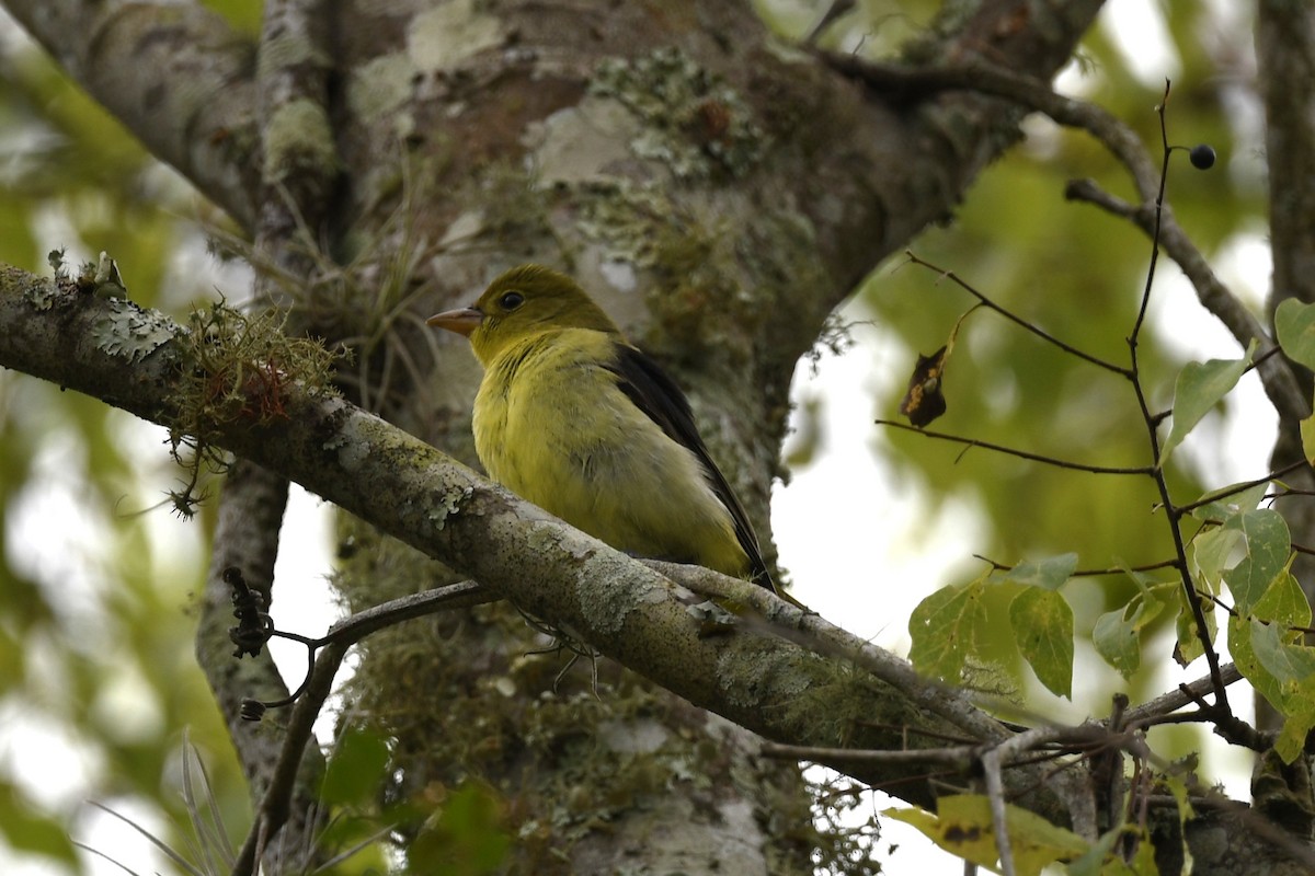 Scarlet Tanager - ML643305594