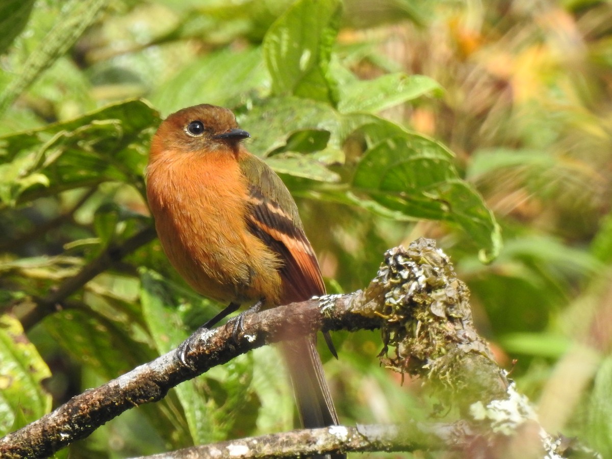 Cinnamon Flycatcher - ML643305643