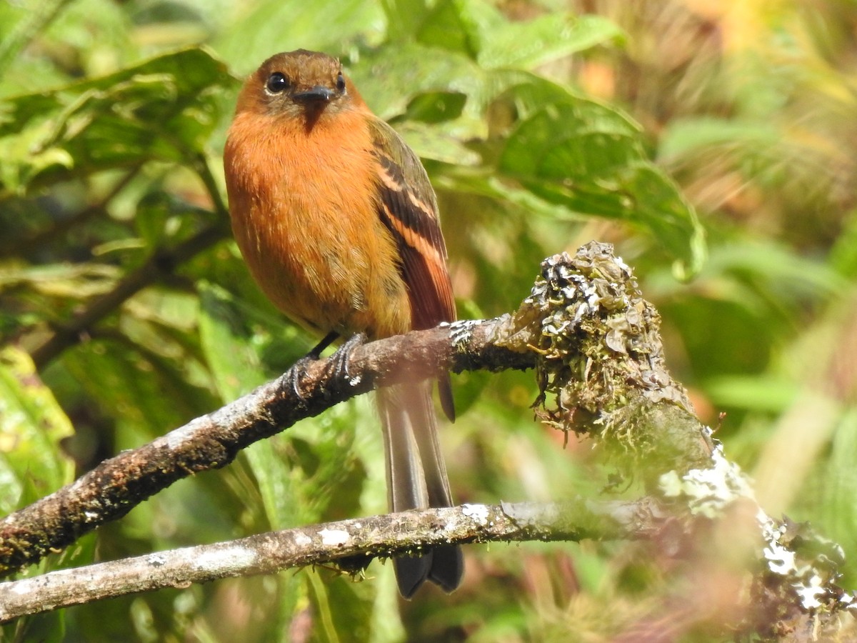 Cinnamon Flycatcher - ML643305644