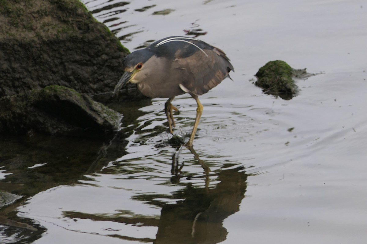 Black-crowned Night Heron - ML643305650