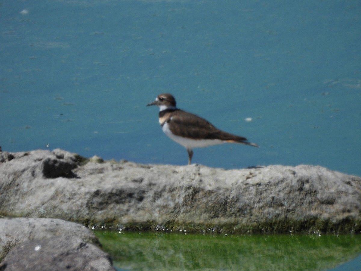 Killdeer - ML643305668