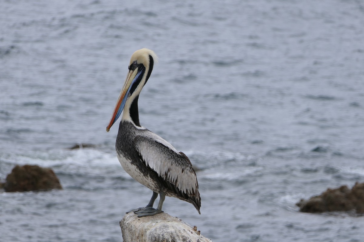 Peruvian Pelican - ML643305676