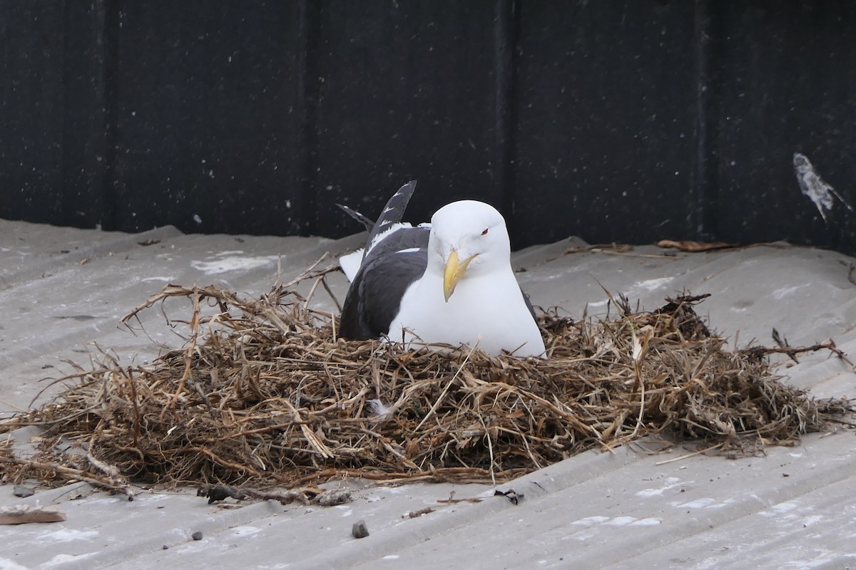 Kelp Gull - ML643305690