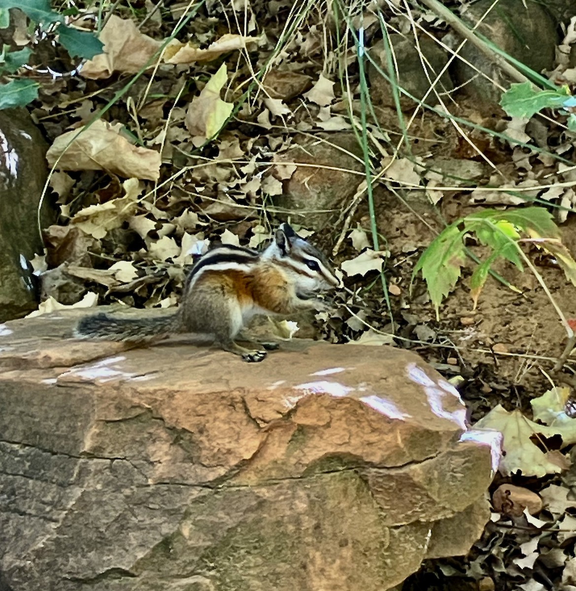 Uinta Chipmunk - ML643305698