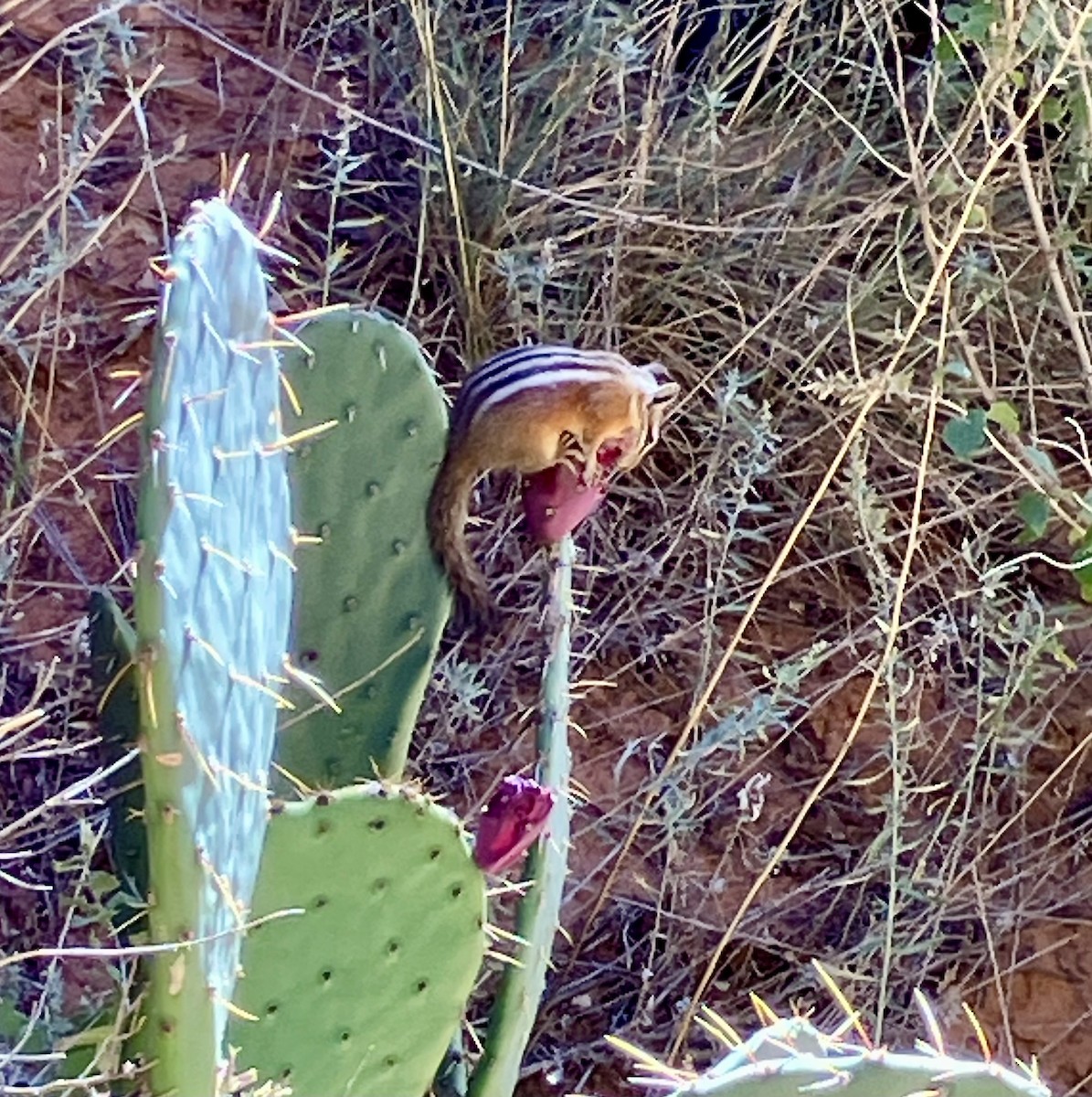 Uinta Chipmunk - ML643305699