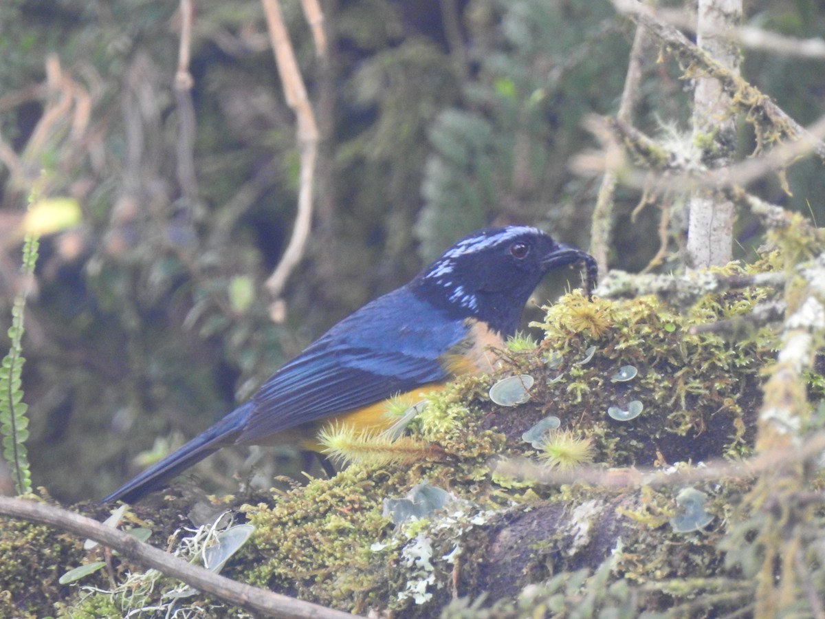 Buff-banded Mountain Tanager - ML643305702