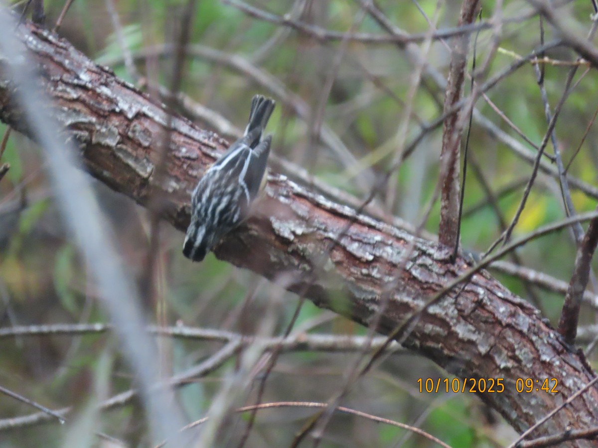 Black-and-white Warbler - ML643305717