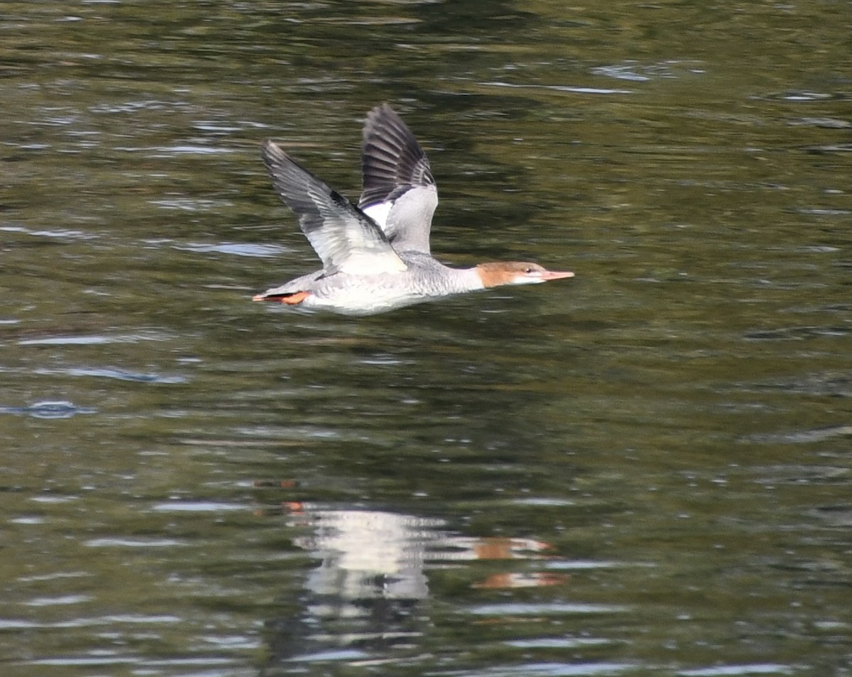 Хумхин бохио - ML643305719