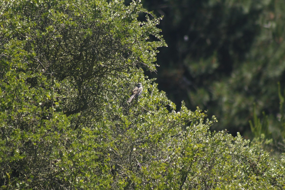 White-banded Mockingbird - ML643305721