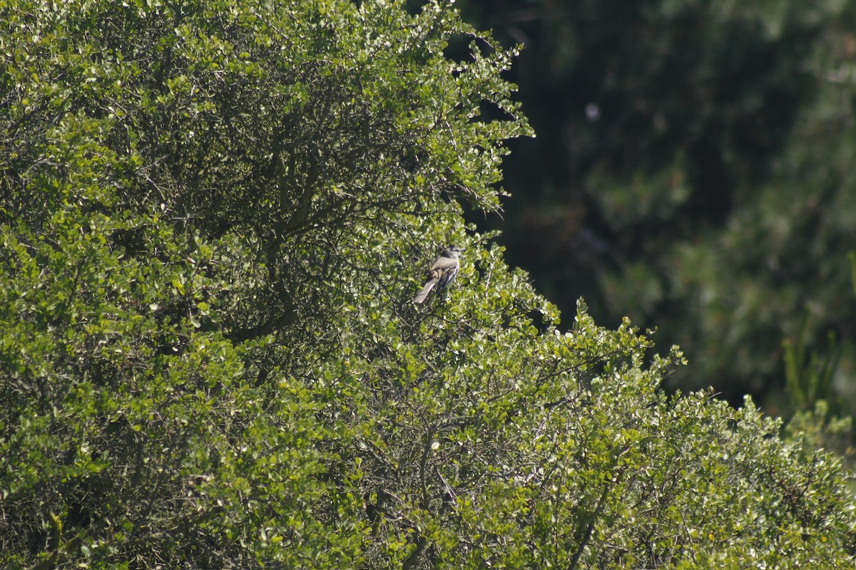 White-banded Mockingbird - ML643305722