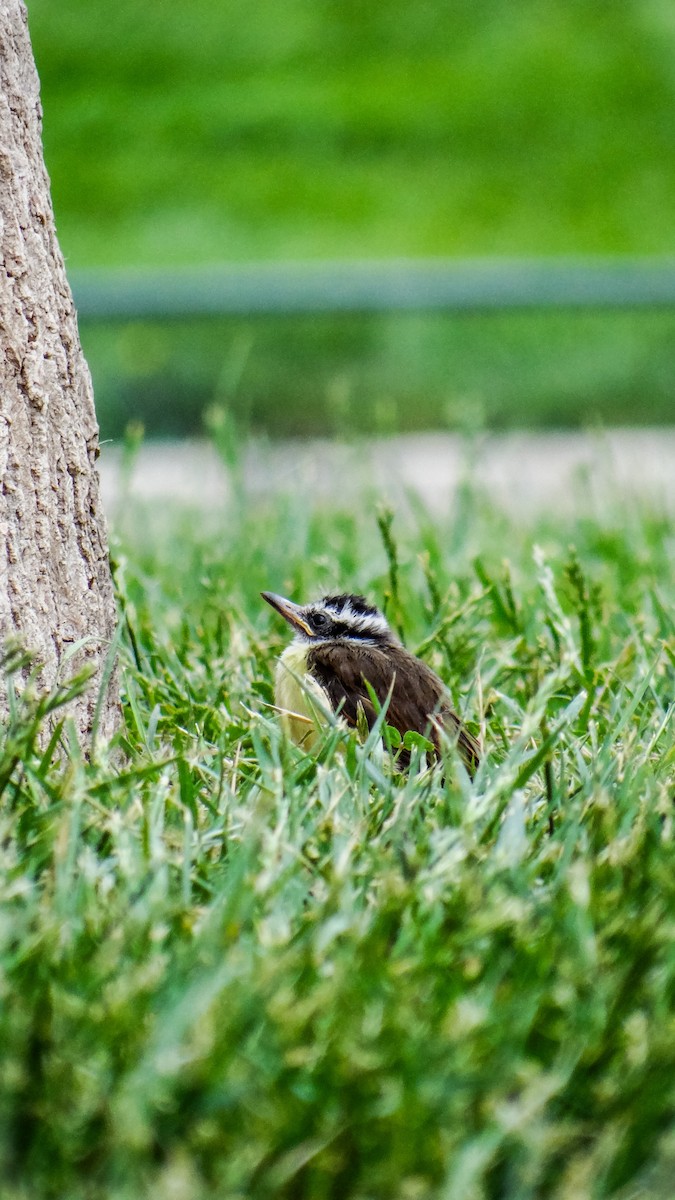 Great Kiskadee - ML643305729