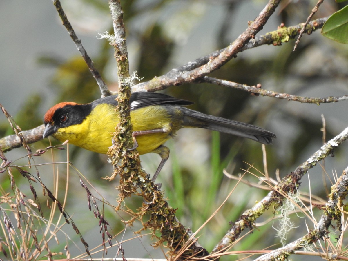 Atlapetes Pechiamarillo (grupo latinuchus) - ML643305733