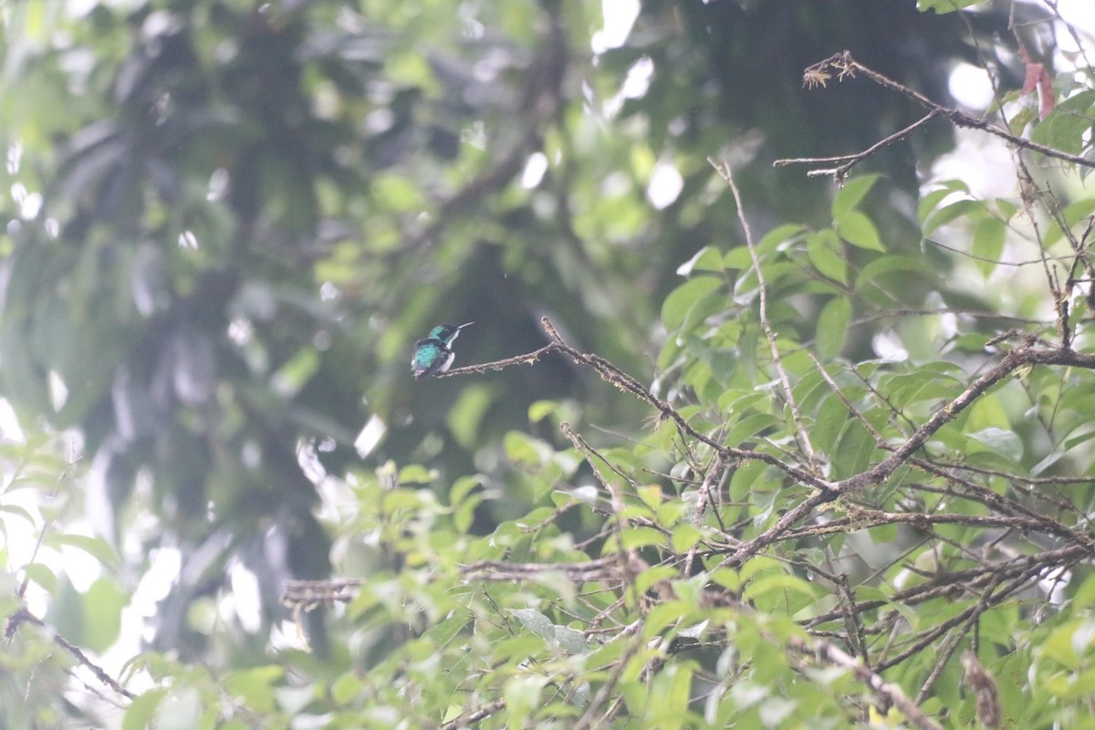 Purple-crowned Fairy - ML643305758