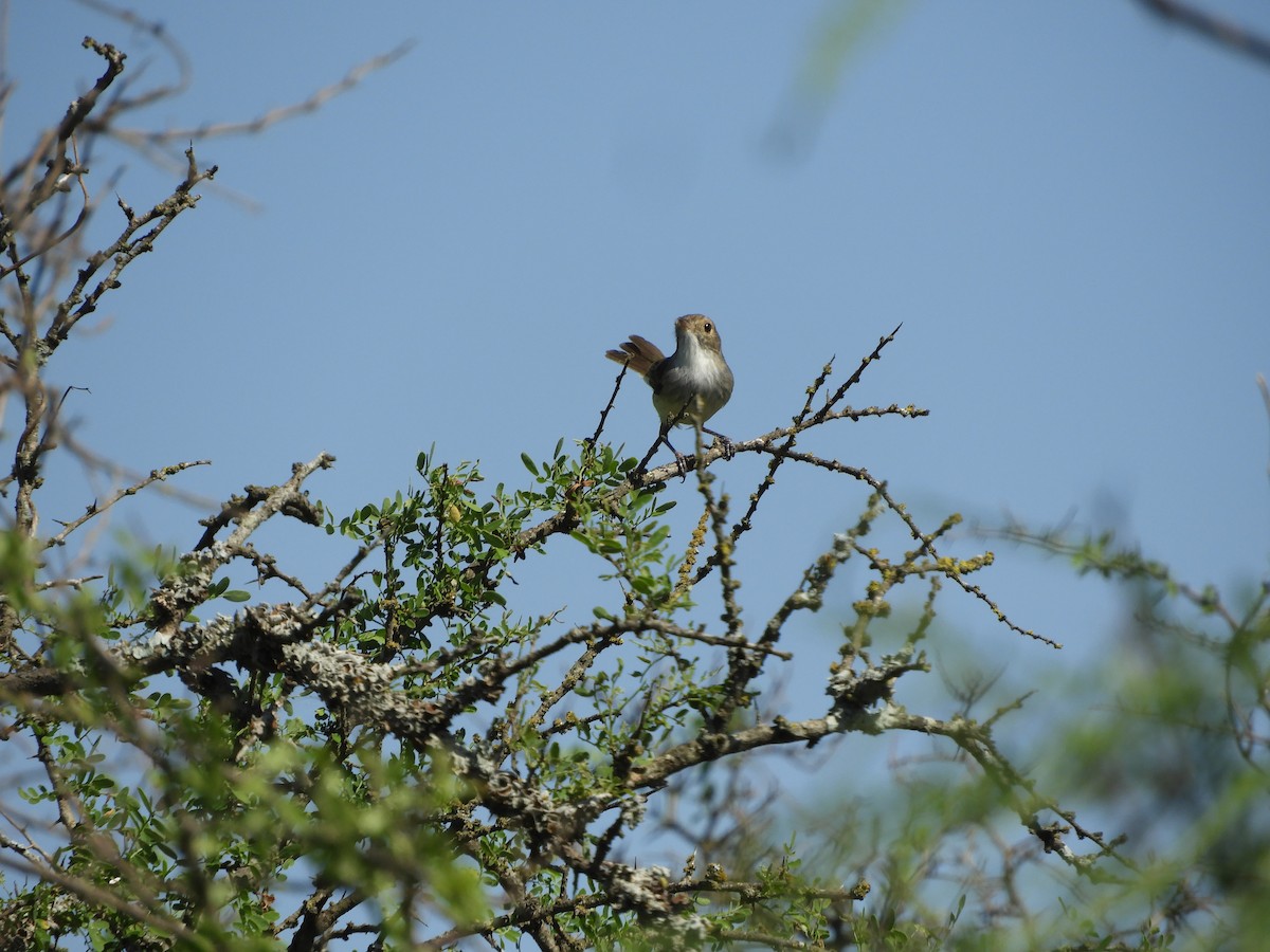 Fulvous-crowned Scrub-Tyrant - ML643305759