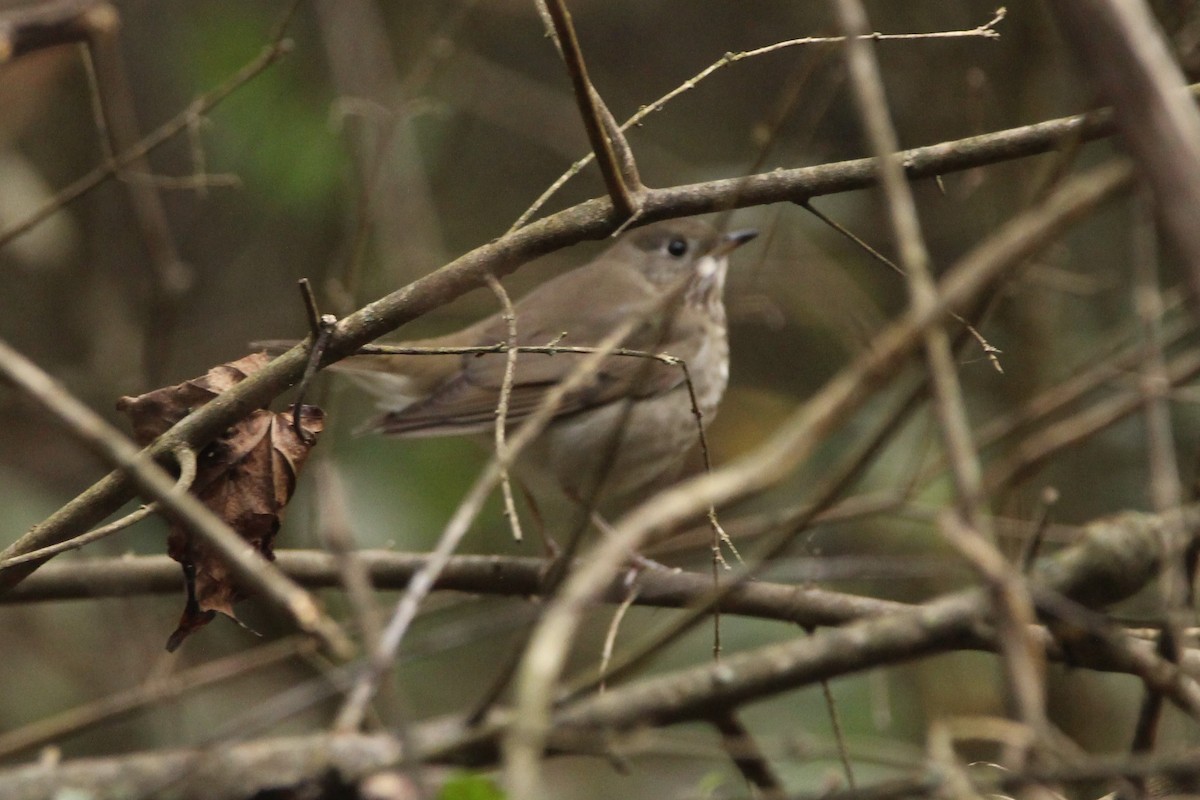 drozd šedolící - ML643305765