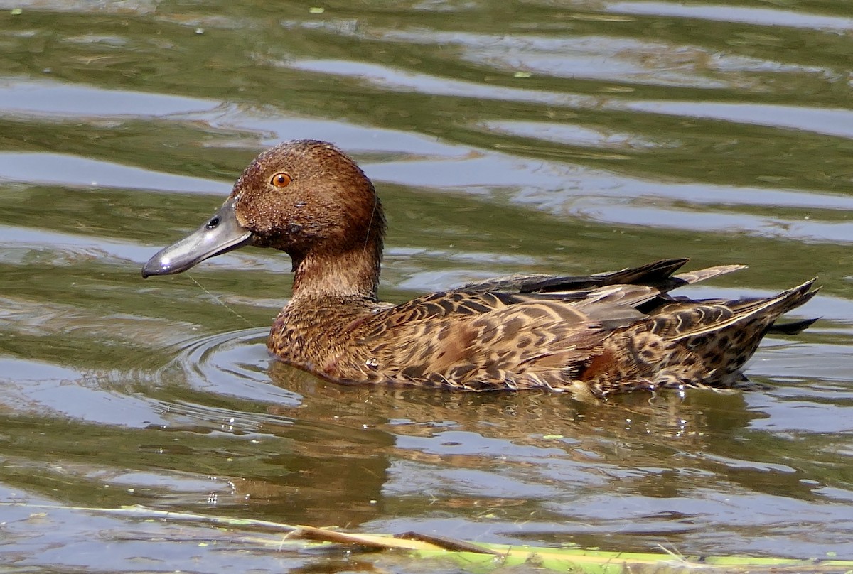 Cinnamon Teal - ML643305770