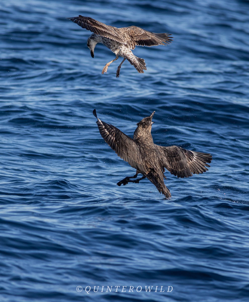 Chilean Skua - ML643305774