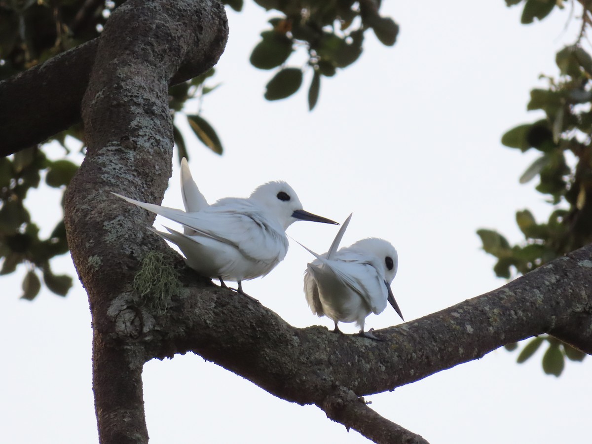 White Tern - ML643305781