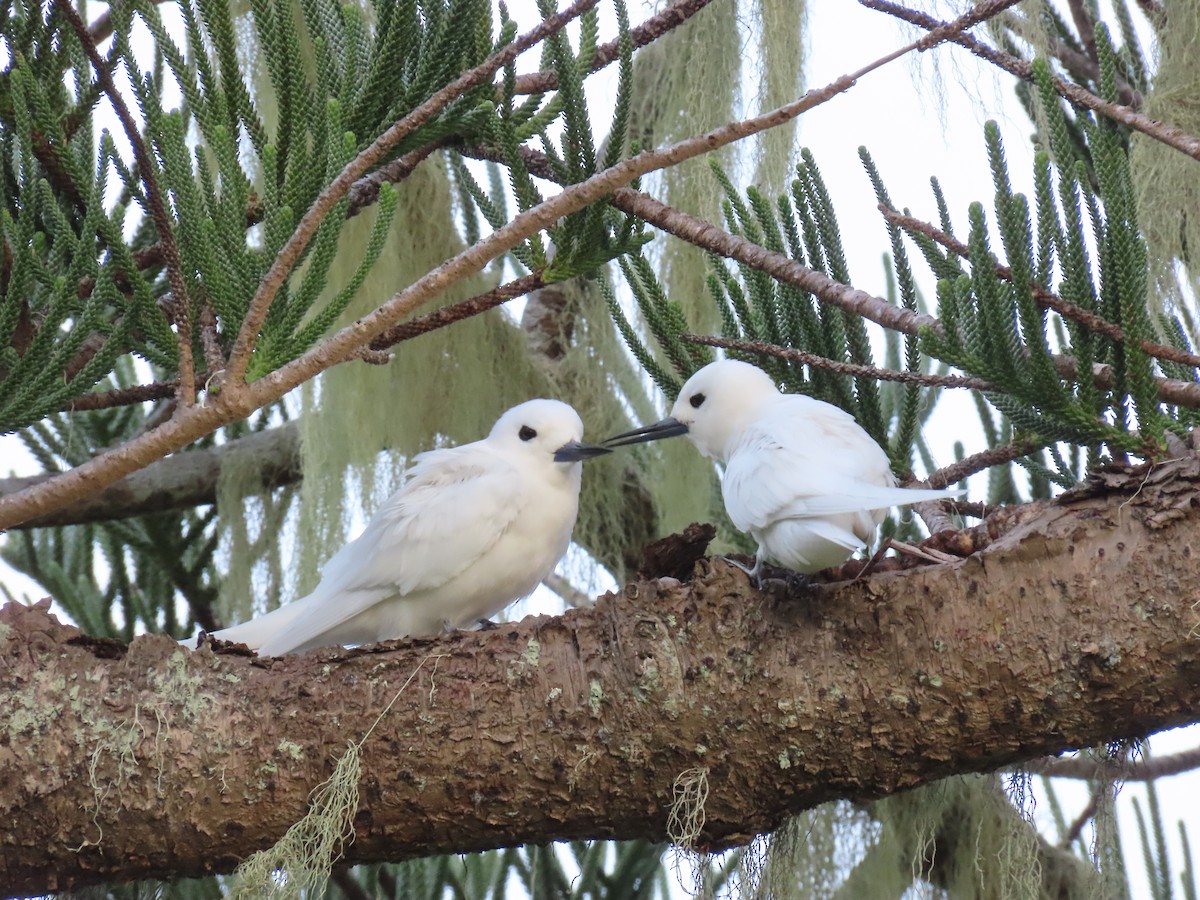 White Tern - ML643305782
