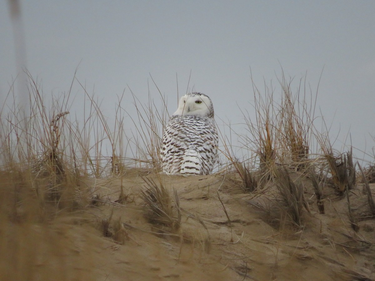 Harfang des neiges - ML643305786